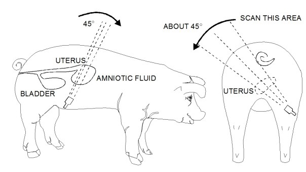 %e6%af%8d%e8%b1%ac%e6%b8%ac%e5%ad%95