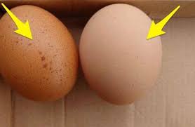 %e9%9b%9e%e8%9b%8b%e5%9c%96%e6%aa%94