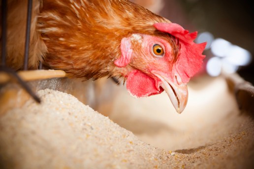 Eggs Chickens on the local farm