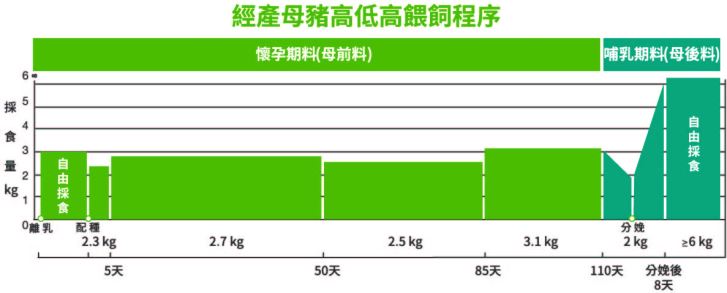 經產母豬高低高餵飼程序_修改圖-01